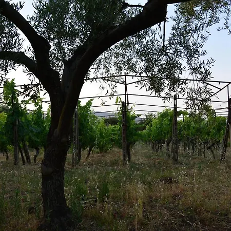 Сasa de vacaciones Alle Pendici Dell'etna - Casa A Statella - Nino's *